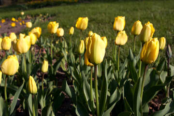 Ein Beet mit gelben Tulpen