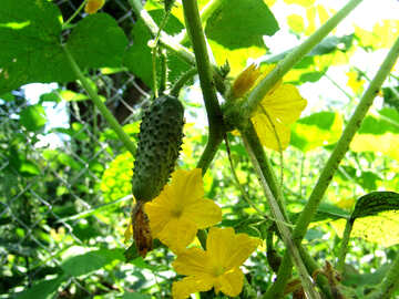 The growing green cucumber at the garden of №1738