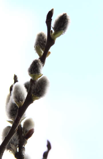 Flower  Willow  on  light  background №1020