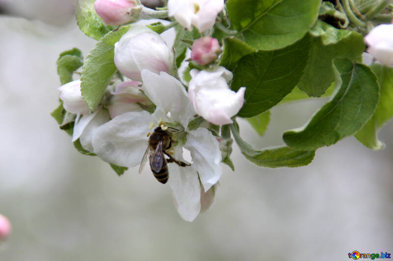 Бджола на квітці яблуні №1946