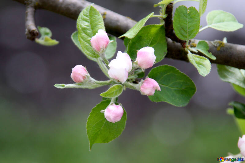 Apfelbaum im Frühjahr №1822