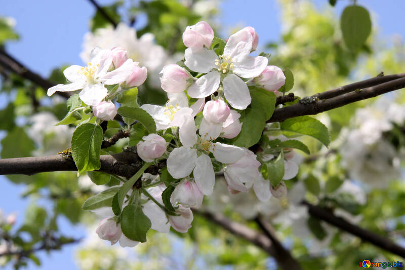 Apple trees in bloom №1815