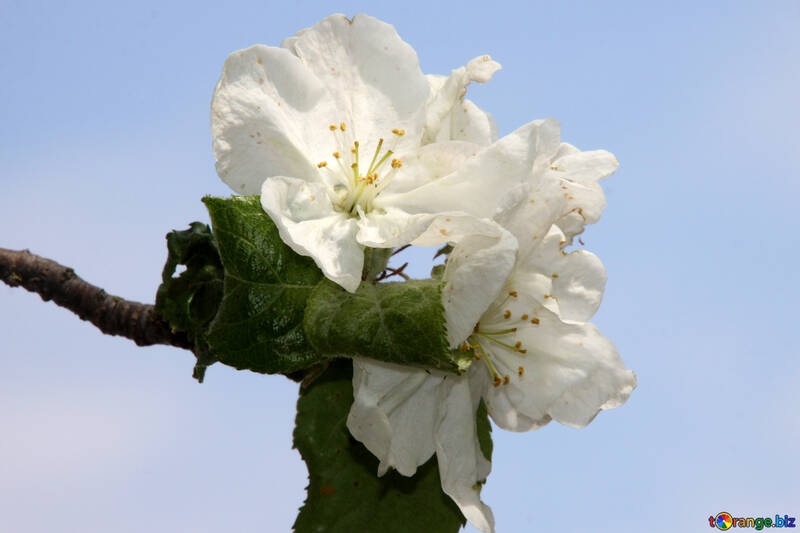 Біла квітка яблуні на блакитному тлі №1812