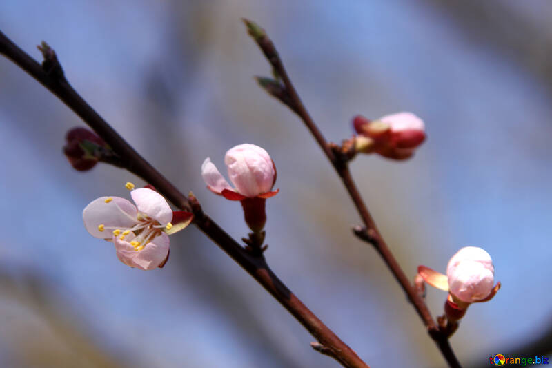 Des bourgeons de fleur d`abricot №1601