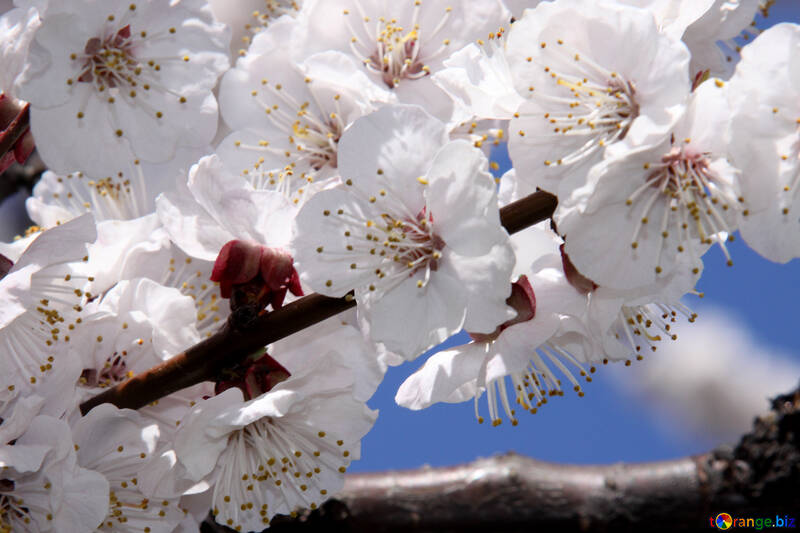  de flores de albaricoque flores de primavera  №1597