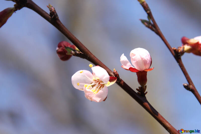  de flores de albaricoque flores de primavera  №1600