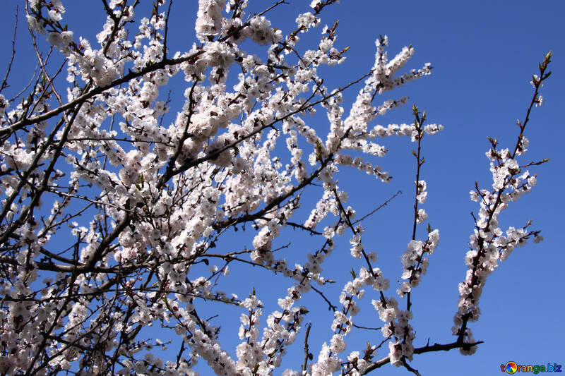 Spring. Tsvetuschae branches of apricot №1594