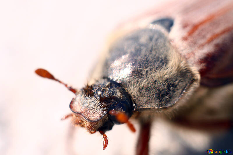Head mayskago beetle. Macro №1709