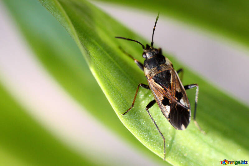 Ein Käfer auf einem grünen Blatt Papier №1715