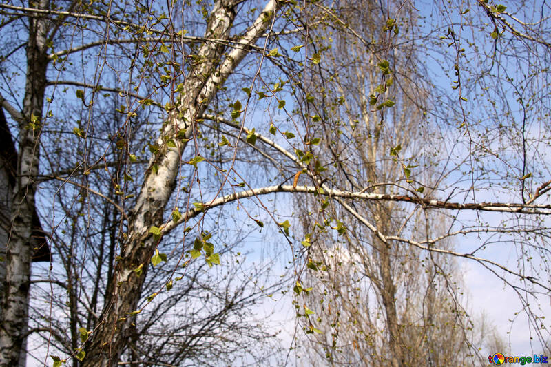 Birch twigs in the spring №1773