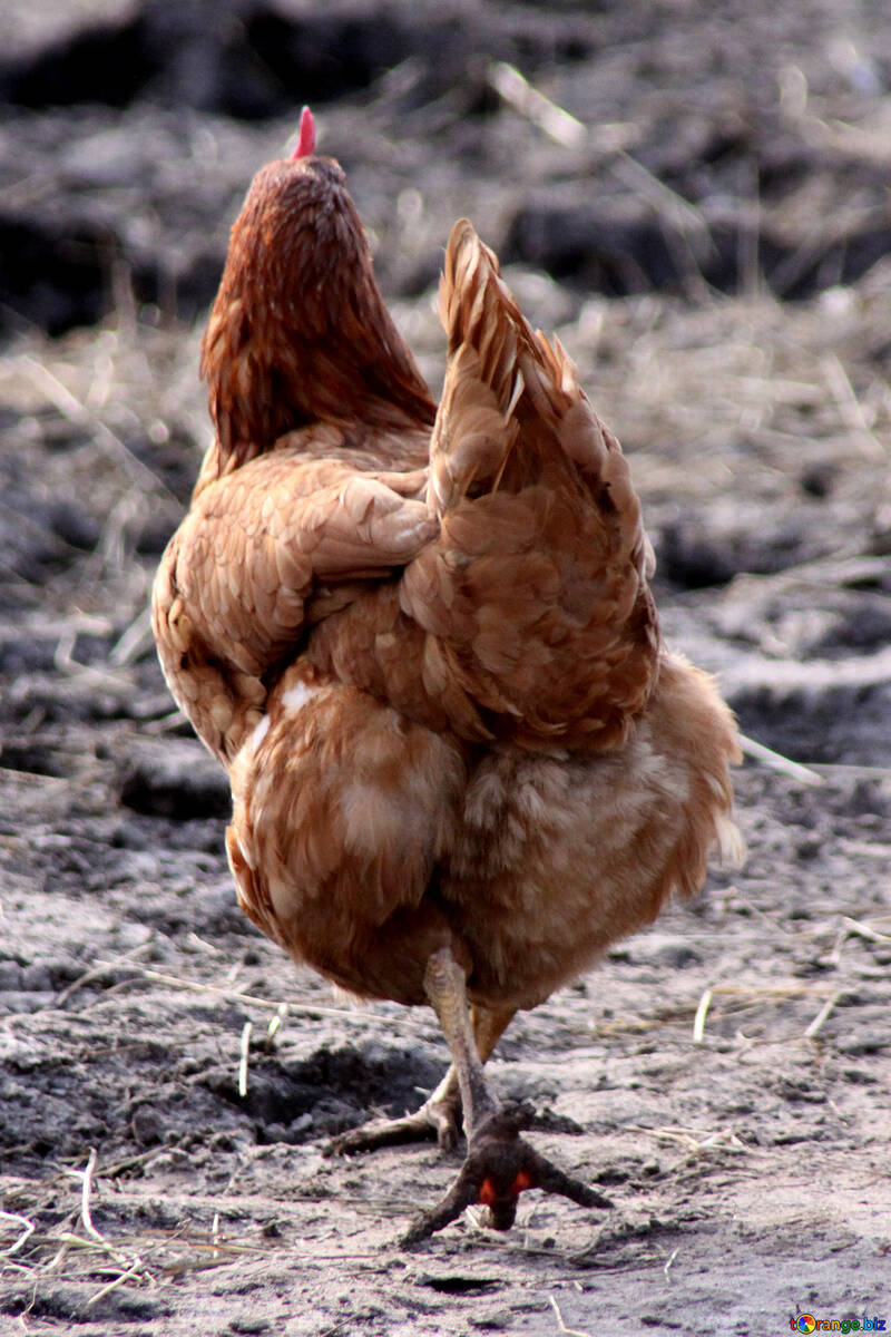 La gallina roja marcha importante №1184