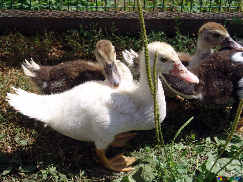 Ducklings №1965