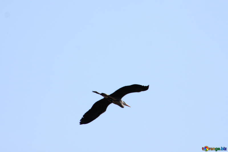 Heron in flight №1194