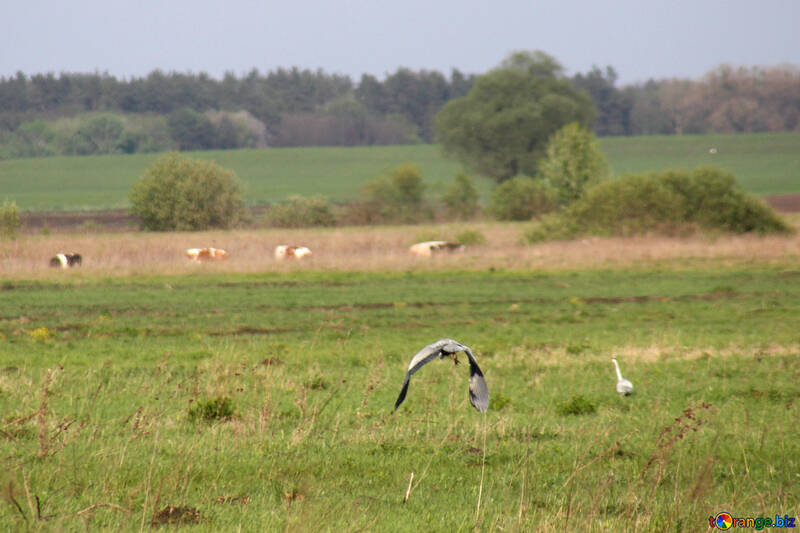 Heron voando sobre o prado №1666