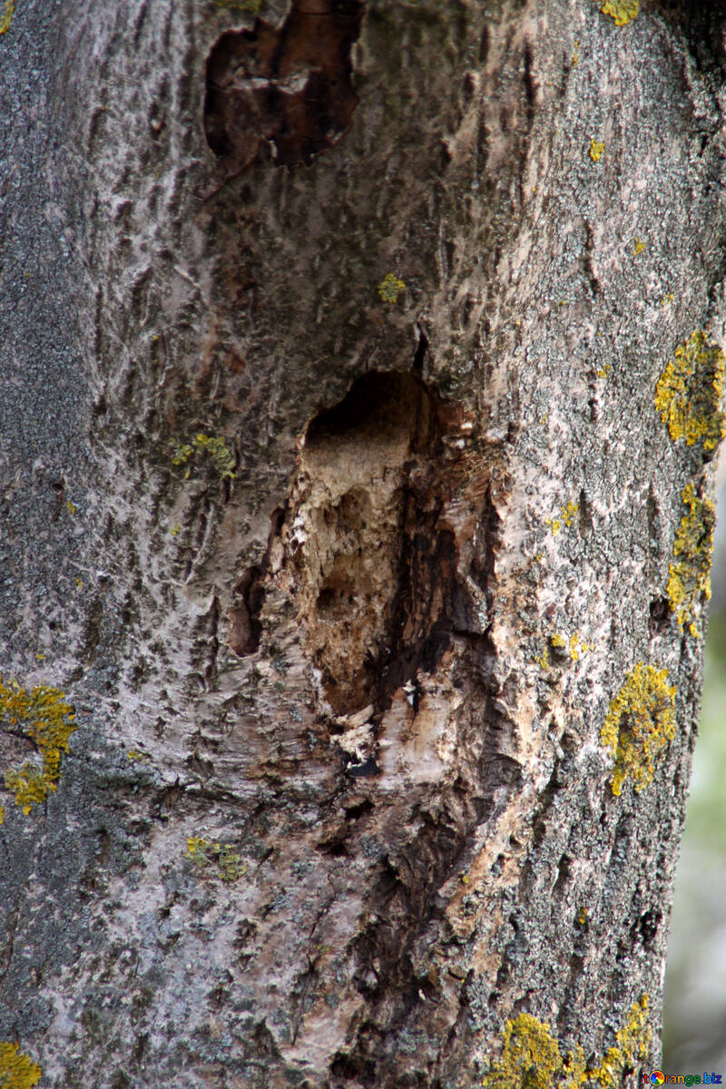 Hollow of woodpecker №1705