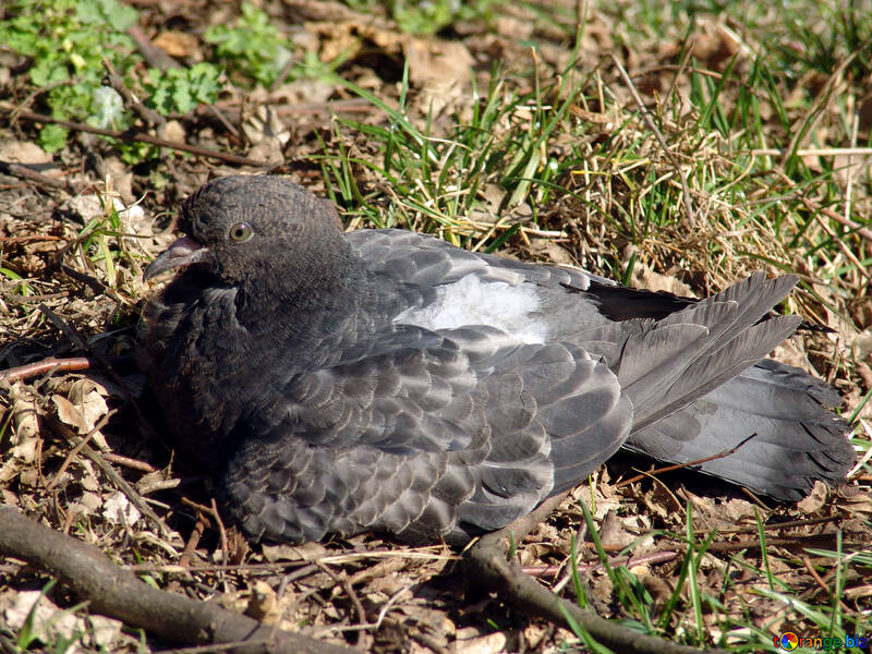  patient pigeon se repose dans herbe №1399