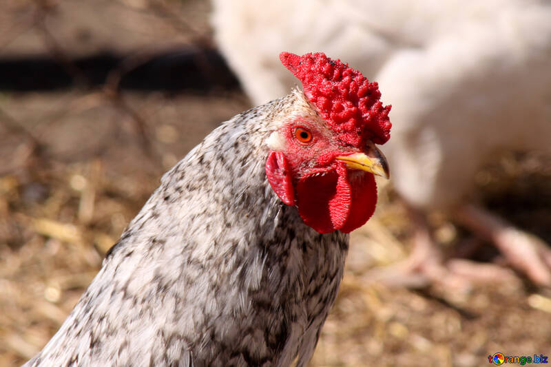 The head of gray pockmarked cock №1218