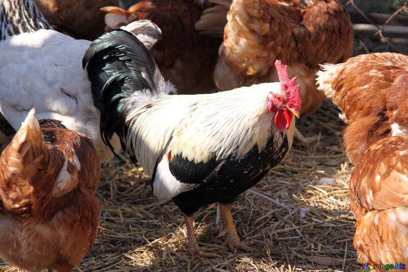  Gallo rodeado de gallinas de huevo gallo  №1214