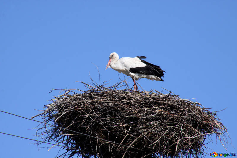 Stork bird  №1603