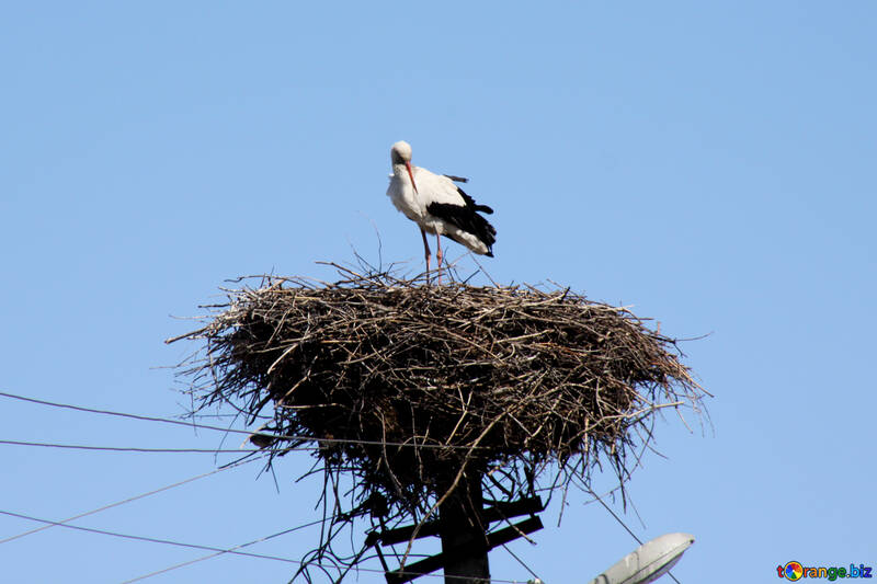 Stork in the nest №1602