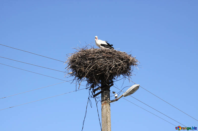 Storch in Nest №1605