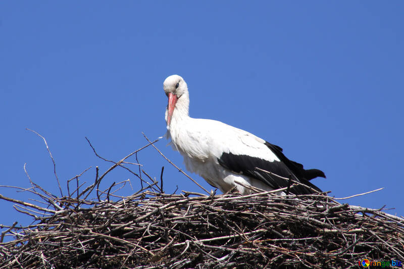 Storch Stellung in Nest №1606