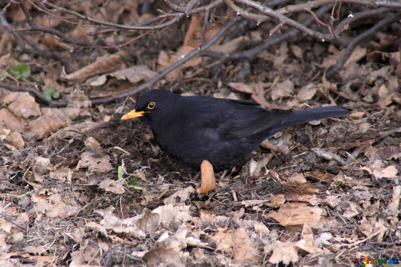 Ouzel. A blackbird. №1438