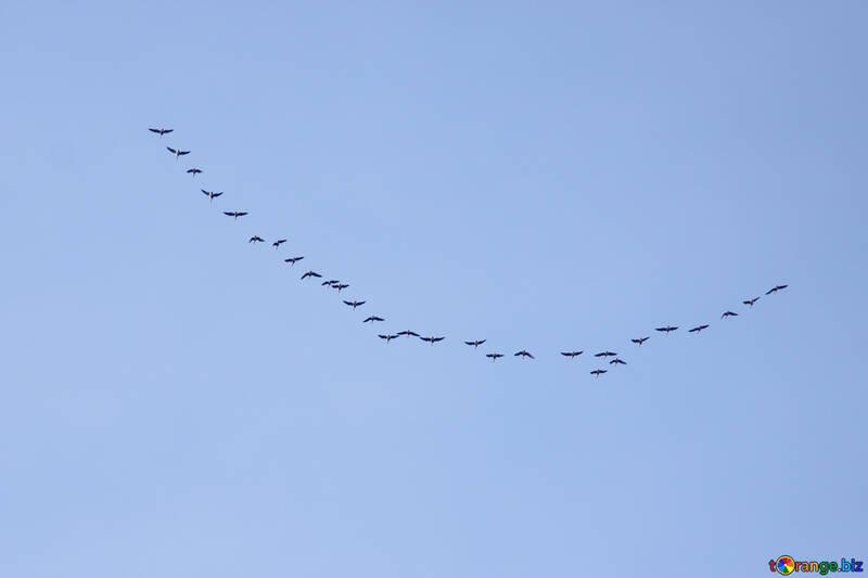  Aves de cuña cisnes gansos  №1095