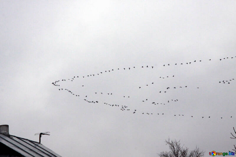 Flying migratory birds №1176