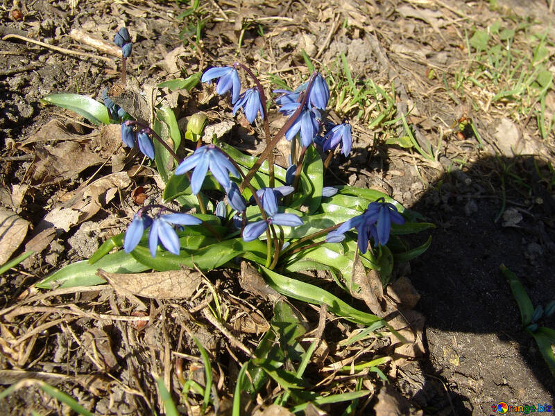 ばね 青い 花 性質  №1155