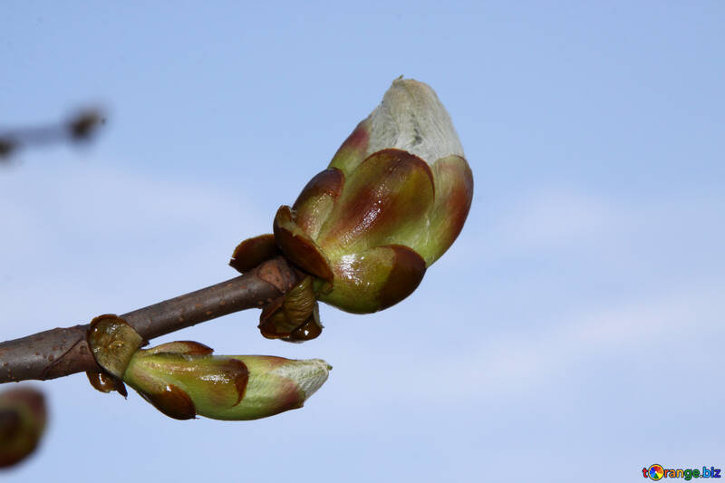 Blossoming buds of chestnut №1769