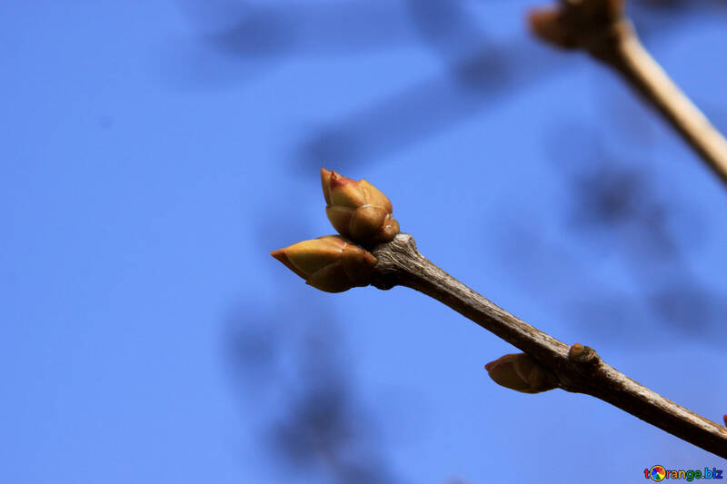 The buds on branch №1431