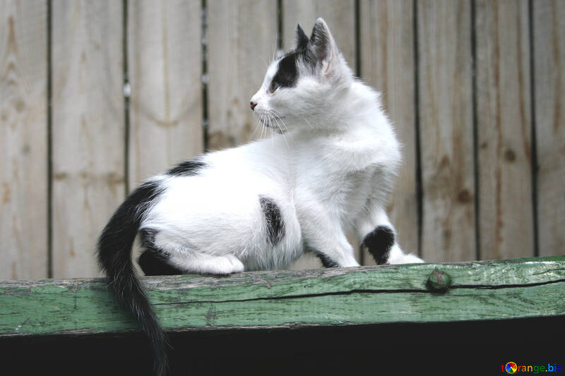  Negro y blanco gatito garras  №1049