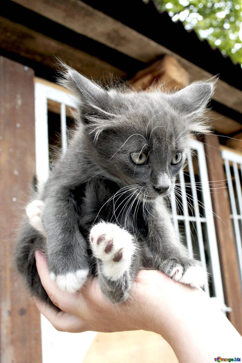  gatito gris se sienta en las garras de la mano  №1052