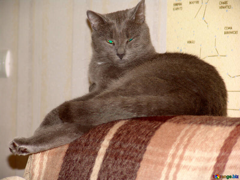 Un gatto grigio disteso sulla spalliera del divano №1043