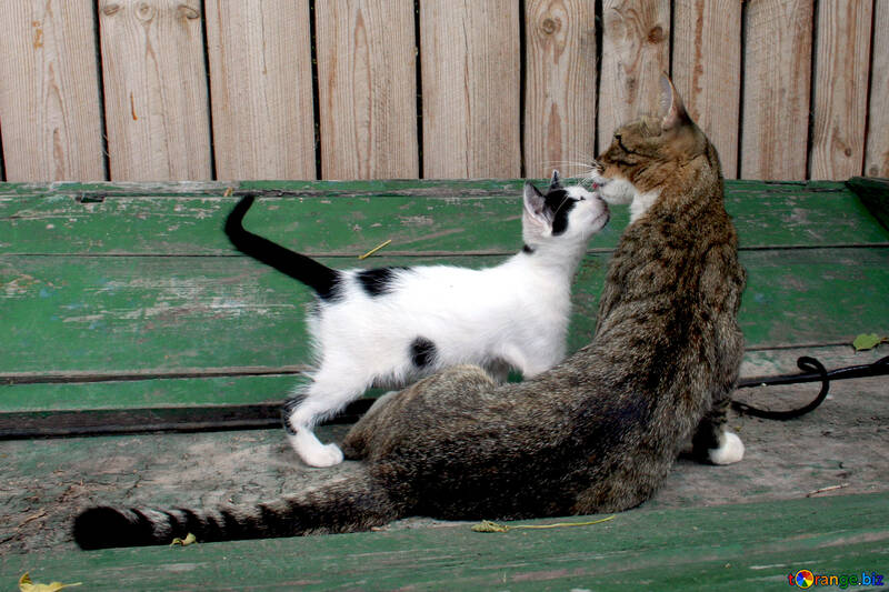  gatito jugando con sus garras madre  №1045