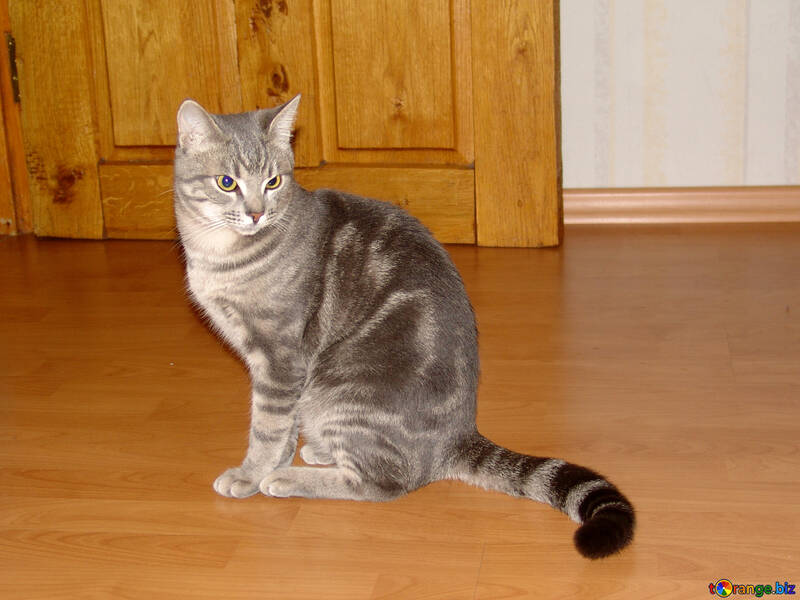 Striped smoky cat №1044