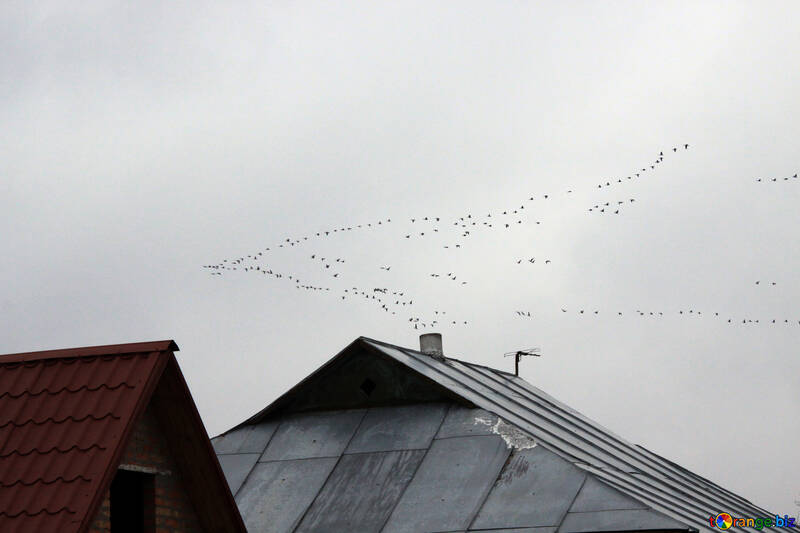 Пташиний клин над дахами будинків №1177