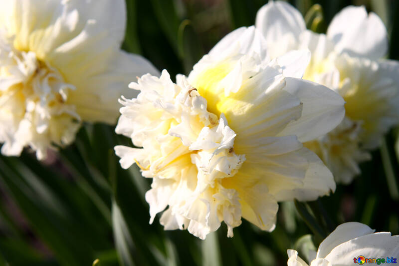 White Daffodils sunlit №1750