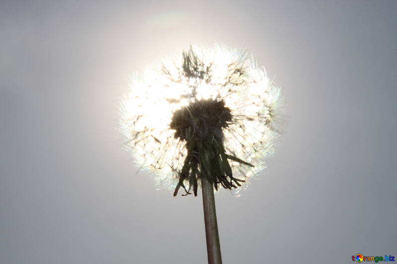 Dandelion on the sun №1592