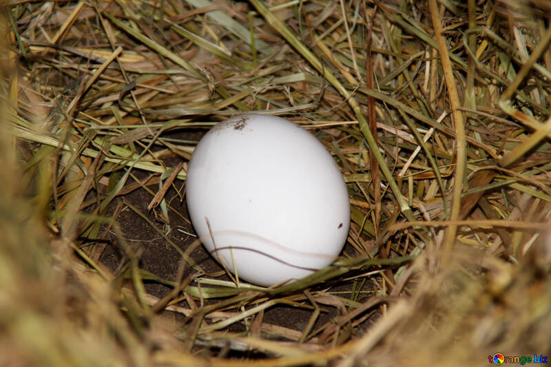 Le uova nel nido №1143