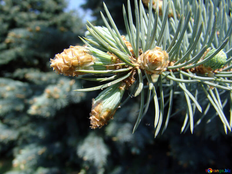 Coniferous cone on branch close №1007