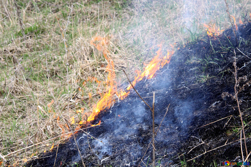 Burning grass in meadow №1726
