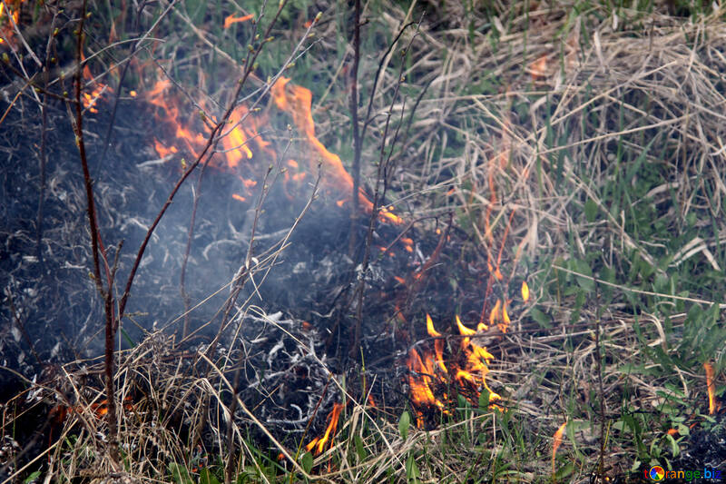 Brûlant l`herbe au printemps №1723