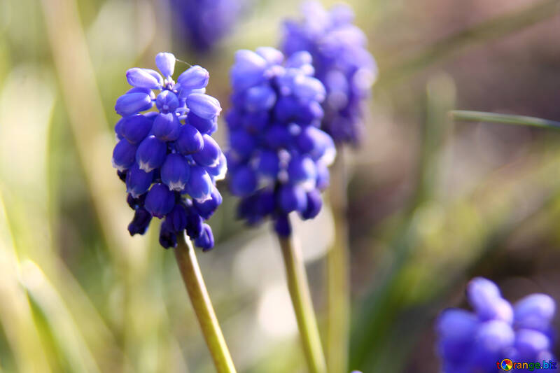 Blue flower. Grape hyacinth №1782