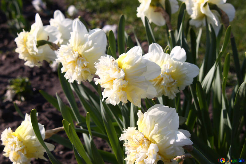Flowerbed with white daffodils №1749