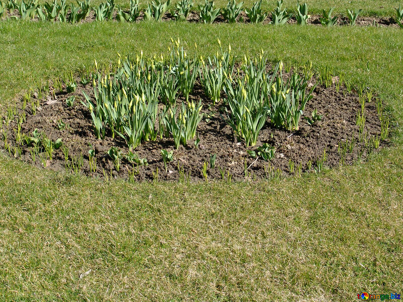 The shoots of tulips and daffodils in the flowerbed №1426