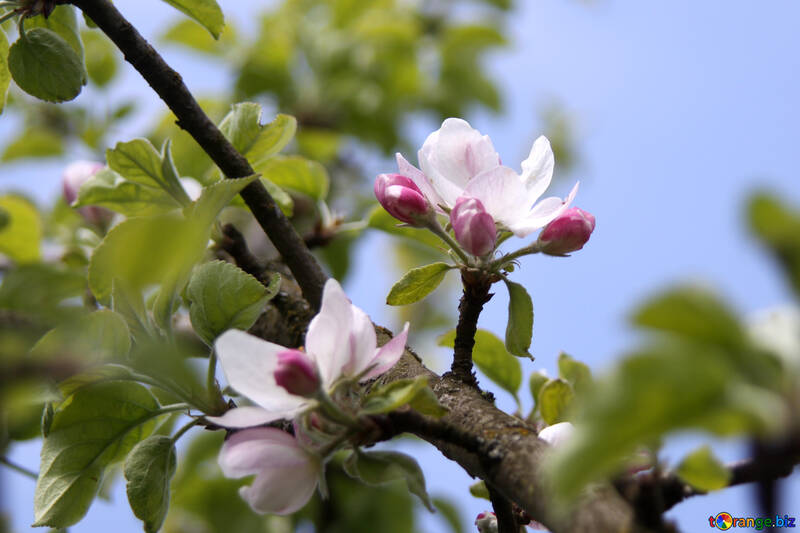 Las flores de flor de manzana №1819