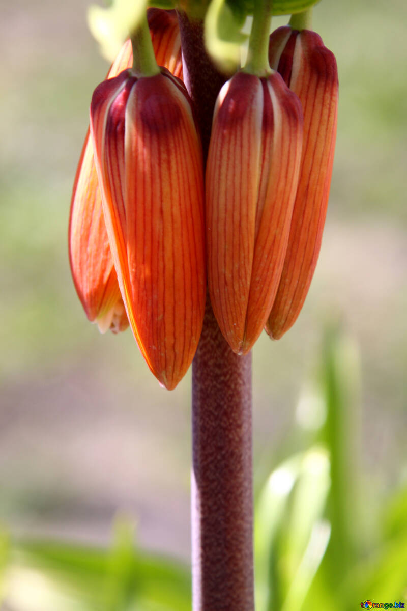  Fritillaria imperiales.  №1634