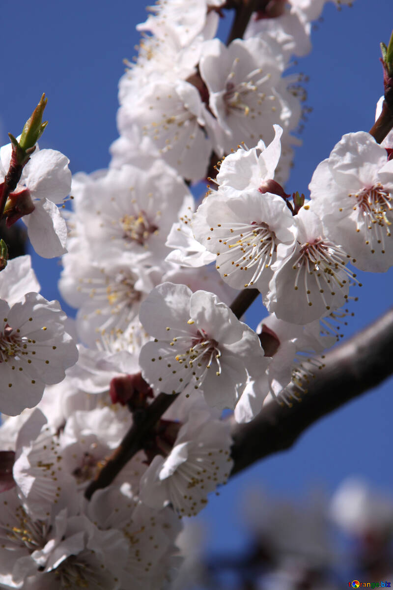 Weiß Aprikose Blüten gegen Himmel №1598